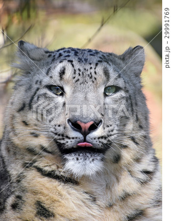 Close up portrait of snow leopard Close up portrait of snow leopard 29991769