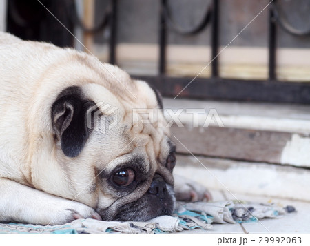 lovely lonely white fat cute pug dog sleep outdoor lovely lonely white fat cute pug dog sleep outdoor 29992063