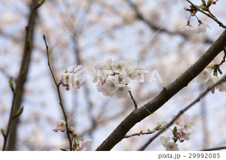 桜 29992085