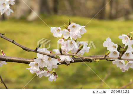 桜 29992121