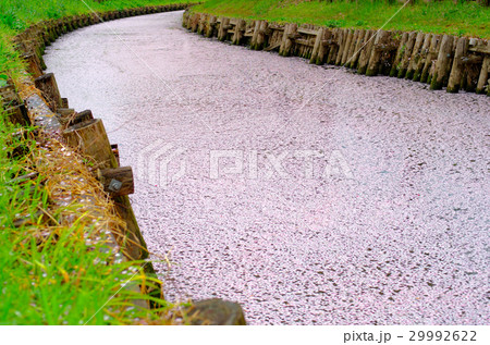 花筏 散る桜 川面を埋め尽くす花びら 川のカーブ 低い視点 花筏 散る桜 川面を埋め尽くす花びら 川のカーブ 低い視点 29992622