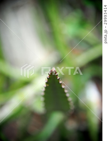 look like a type of cactus, Dragon Fruit tree,  29993414