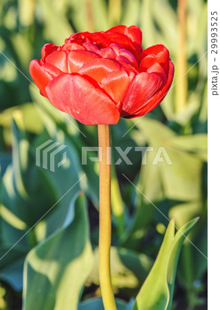 Tulips flower field Tulips flower field 29993525