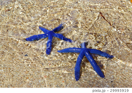 blue starfish, pair of blue star under the water 29993919