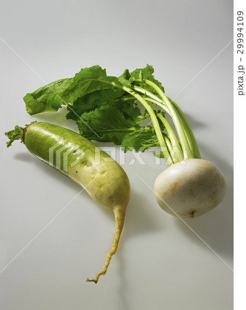 かぶら 青芯大根 かぶら 青芯大根 29994109