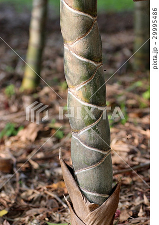 亀甲竹 亀甲竹 29995486