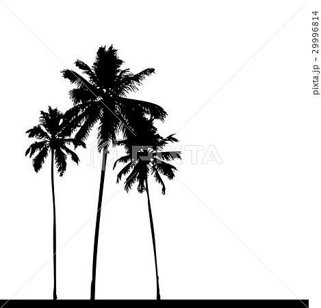 Palm tree silhouette black Palm tree silhouette black 29996814