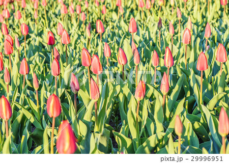Tulips flower field Tulips flower field 29996951