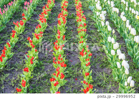 Tulips flower field 29996952