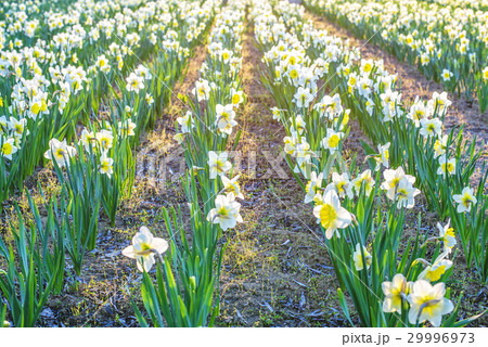Yellow daffodil flower Yellow daffodil flower 29996973