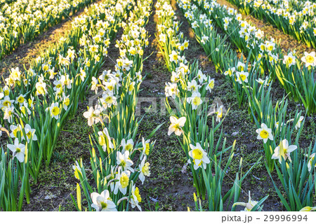 Yellow daffodil flower 29996994