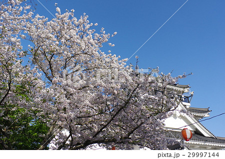 妙見山の桜 29997144