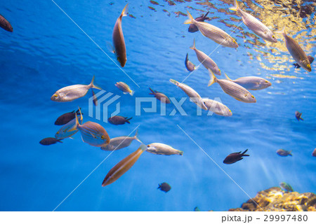 School of Tuna Fish in the Sea. 29997480