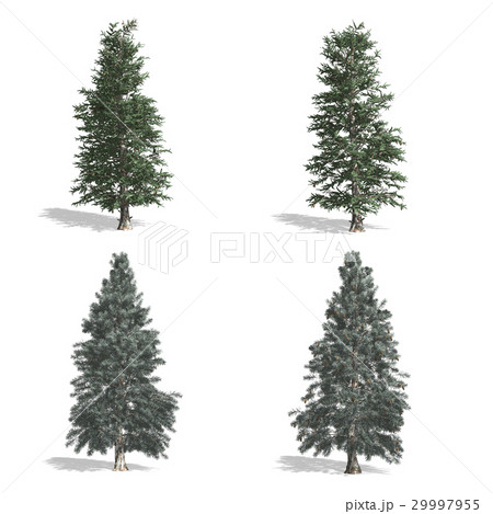 Spruce Spruce 29997955
