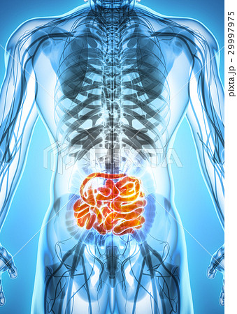 3D illustration of Small Intestine. 29997975