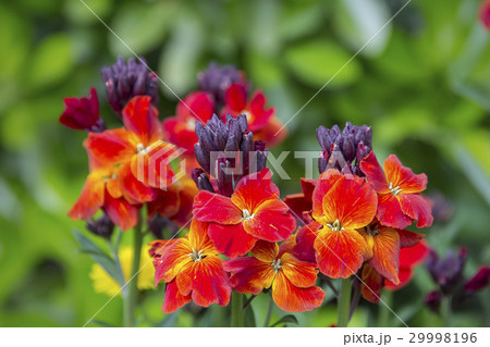 colored spring flowers colored spring flowers 29998196