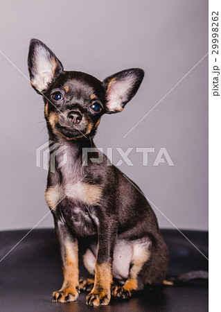 little chihuahua puppy dog 29998262