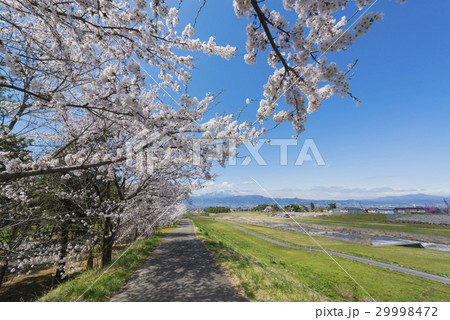 桜と山々 29998472