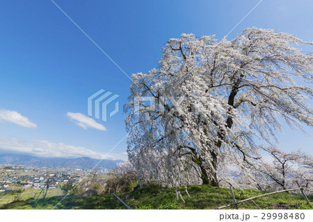 枝垂れ桜 29998480
