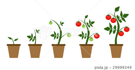Garden Background Vector Illustration. Growing 29999349