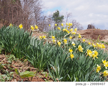 水仙の花 水仙の花 29999407