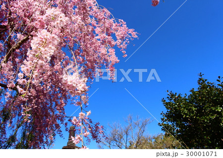 桜と青空(花見山公園) 桜と青空(花見山公園) 30001071