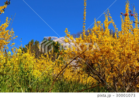 花見山公園 花見山公園 30001073