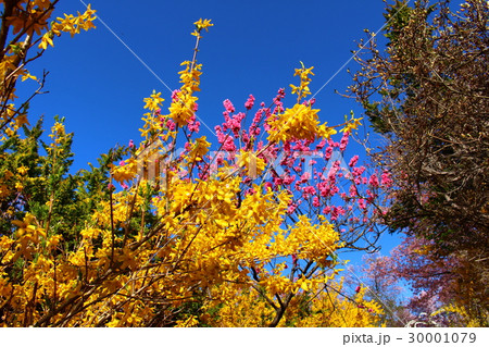 花見山公園 花見山公園 30001079