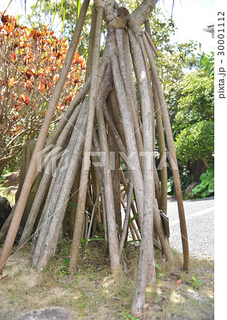 タコノキの気根 30001112