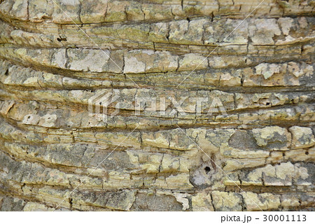 蘇鉄の樹皮 蘇鉄の樹皮 30001113