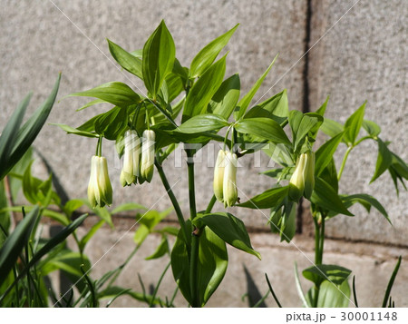 ホウチャクソウ（埼玉県深谷市） 30001148