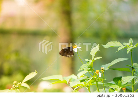 A butterfly feeding on Bidens pilosa flower 30001252