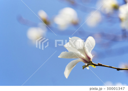 コブシの花 30001347