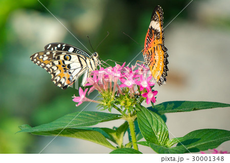 Couple butterfly feeding on ixora flower 30001348