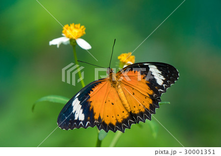 Couple butterfly feeding on ixora flower 30001351