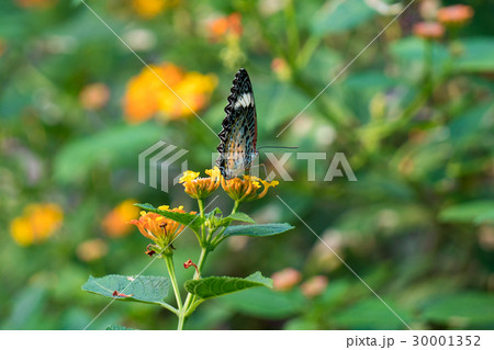 Couple butterfly feeding on ixora flower 30001352