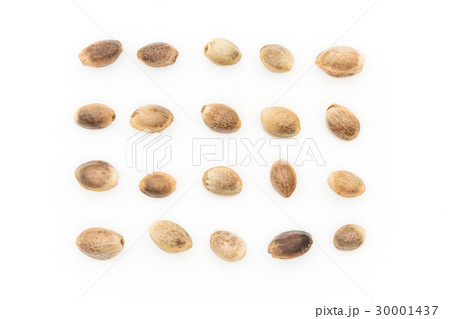 ヘンプシード（麻の実）: Hemp seeds 30001437