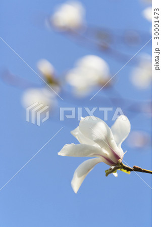 コブシの花 コブシの花 30001473