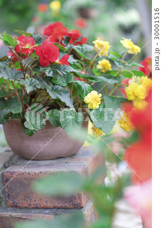 ベコニア 30001516