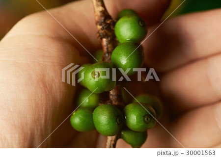 Raw green coffee branch Raw green coffee branch 30001563