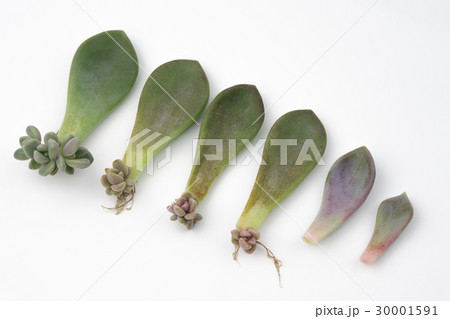 葉挿しで増える多肉植物の写真素材