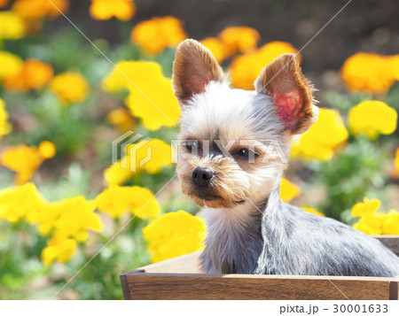 マリーゴールドとヨークシャーテリア マリーゴールドとヨークシャーテリア 30001633