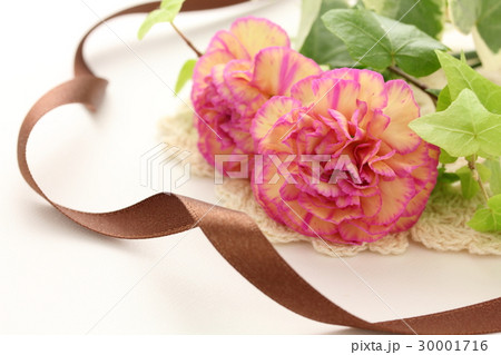 カーネーション 30001716