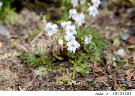 エイザンスミレ エイザンスミレ 30001881