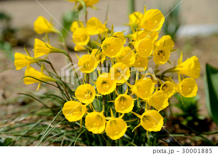 ペチコートスイセン 30001885