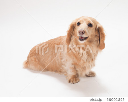 微笑むミニチュアダックスフンド 微笑むミニチュアダックスフンド 30001895