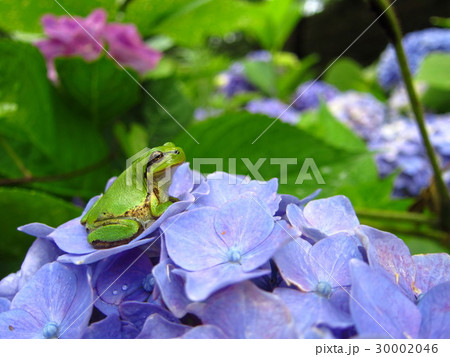 紫陽花に雨蛙 紫陽花に雨蛙 30002046