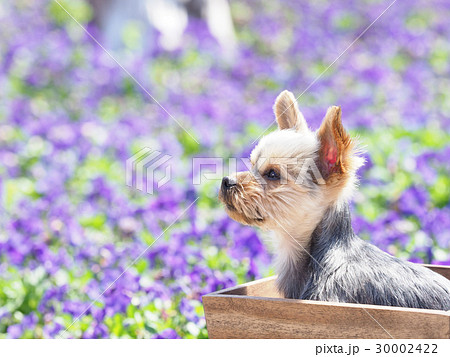 パンジーとヨークシャテリア 30002422