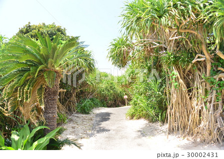 蘇鉄とアダンの通り 30002431