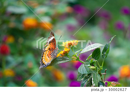 Butterfly feeding on lantana flower 30002627